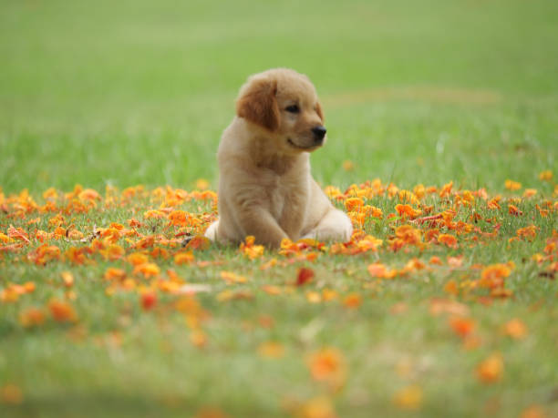 istock Dog puppy on garden 1142412853