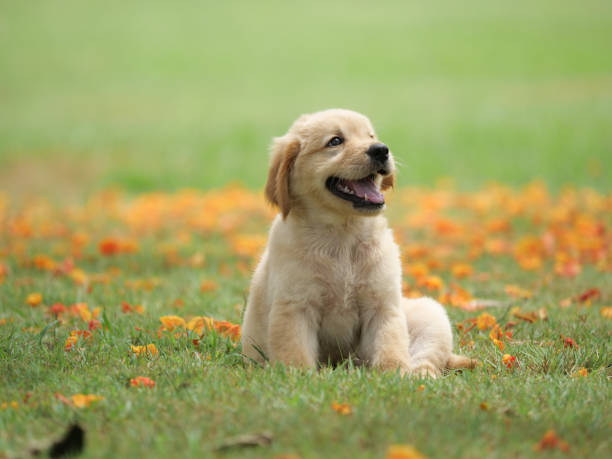 pies szczeniak na ogrodze - puppy zdjęcia i obrazy z banku zdjęć