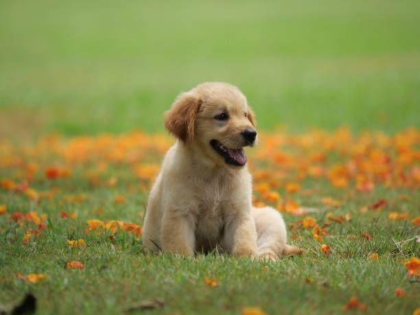 istock Dog puppy on garden 1142412867