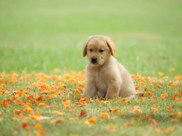 istock Dog puppy on garden 1142412868