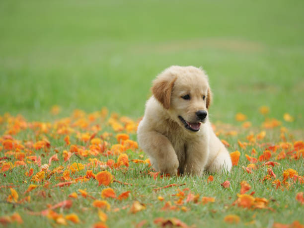 istock Dog puppy on garden 1142412885