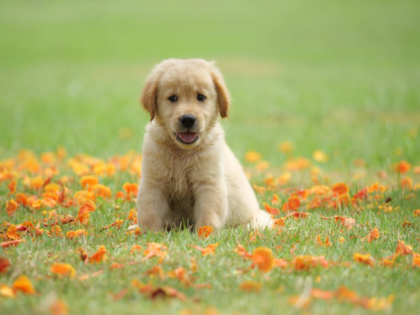 istock Dog puppy on garden 1142412886