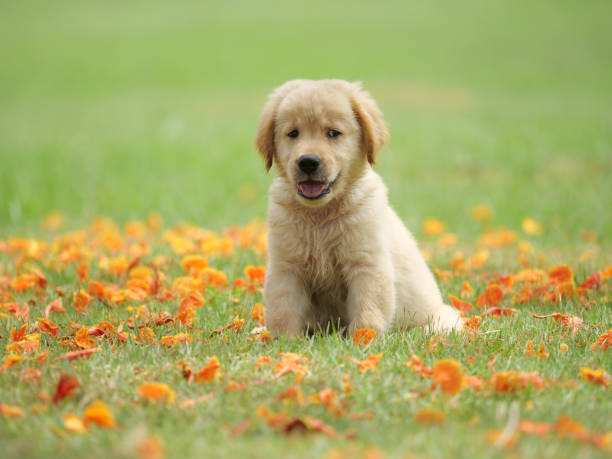 istock Dog puppy on garden 1142412891