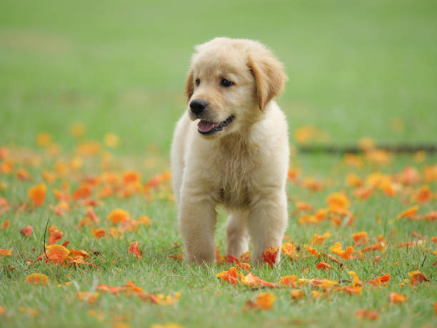 istock Dog puppy on garden 1142412910