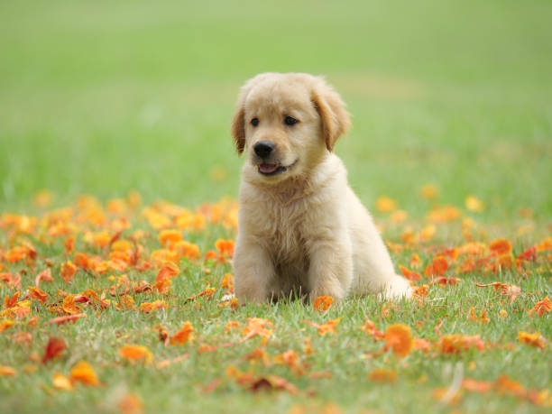 istock Dog puppy on garden 1142412911