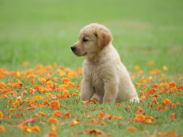istock Dog puppy on garden 1142412924