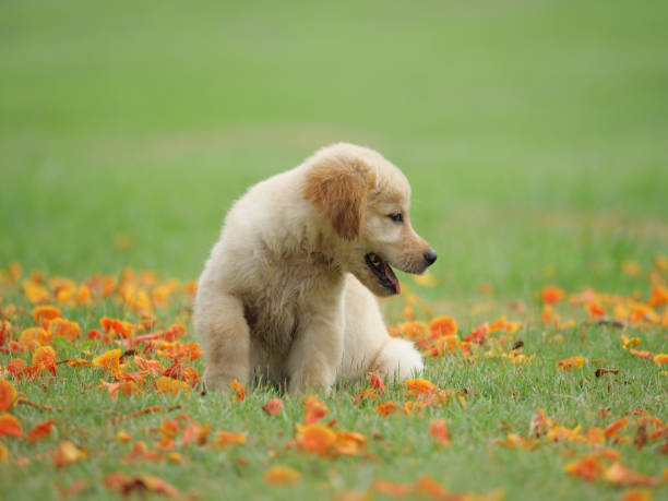 istock Dog puppy on garden 1142412951