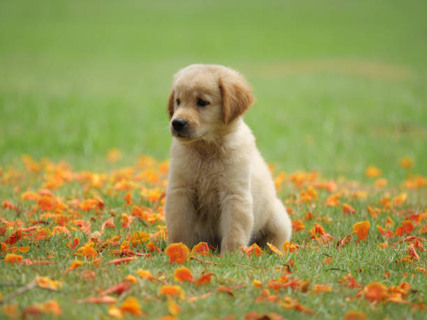 istock Dog puppy on garden 1142412963