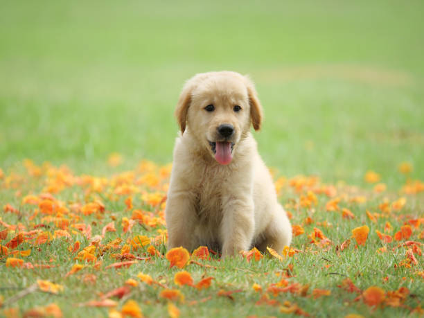 istock Dog puppy on garden 1142412964