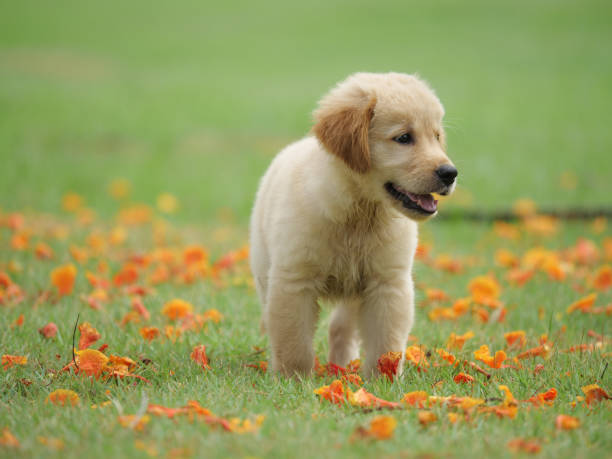 istock Dog puppy on garden 1142412967