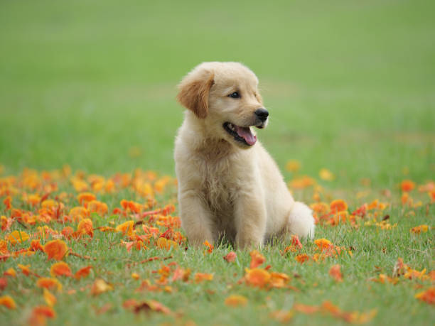 istock Dog puppy on garden 1142412969