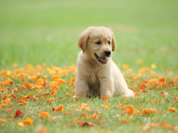 istock Dog puppy on garden 1142412984