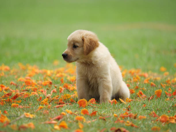 istock Dog puppy on garden 1142412993