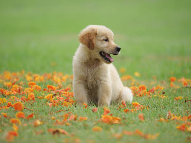 istock Dog puppy on garden 1142413008