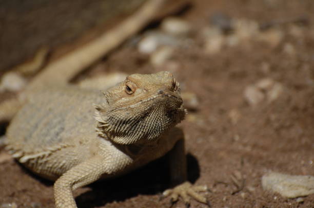istock Reptile in the sun. 1142413951