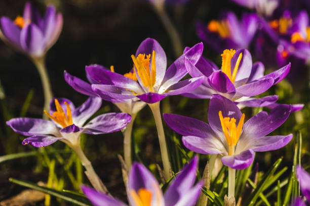 istock Several purple crocuses close-up on a blurred background. 1142415020