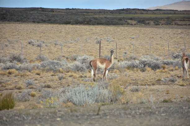 istock Fauna in Patagonia 1142415129