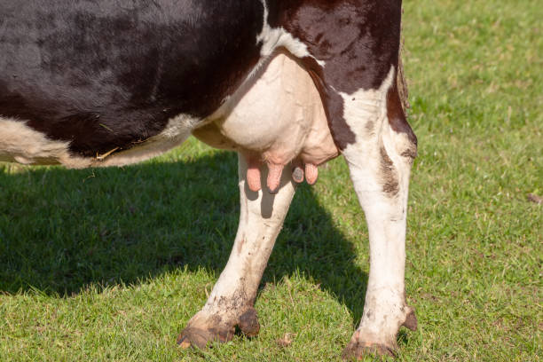 istock cow in the green grass 1142415184