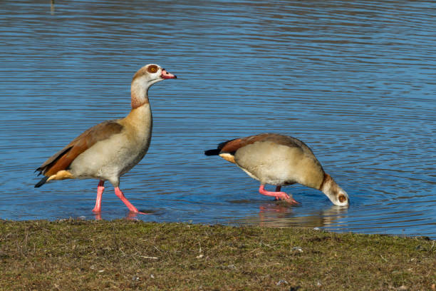 istock Egyptian geese at waterfront. 1142415422