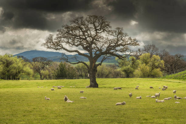 Farm, Wallpaper - Decor, Sheep, Springtime, Agricultural Field
