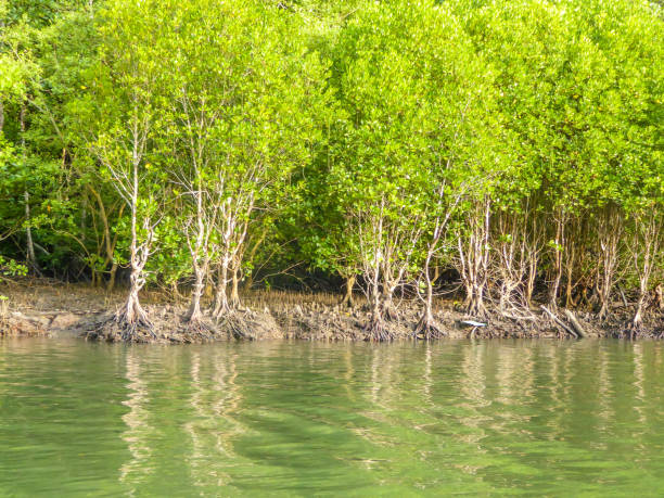 istock Malaysia - Mangrove jungle 1142417126