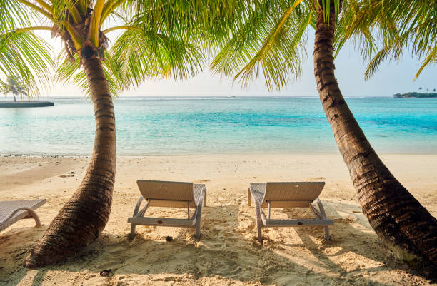 istock Tropical beach with loungers and palm trees 1142417150