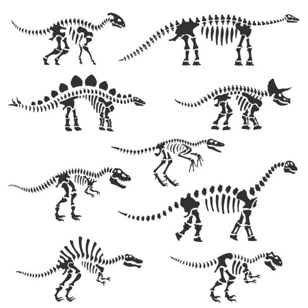 ilustraciones, imágenes clip art, dibujos animados e iconos de stock de esqueletos de dinosaurios establecidos. siluetas de huesos de dinosaurio, objetos aislados. velociraptor, diplodocus, triceratops, tyrannosaurus, ect. - dinosaurio