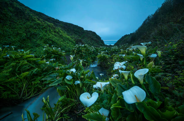 istock Tick Cala Lillies 1142418139