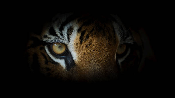 istock Portrait of tiger. 1142418159