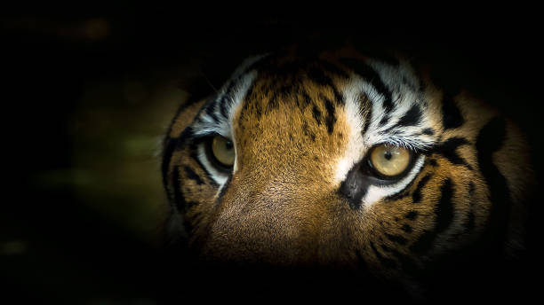 istock Portrait of tiger. 1142418161