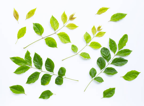 istock Green leaves  on white background 1142418182