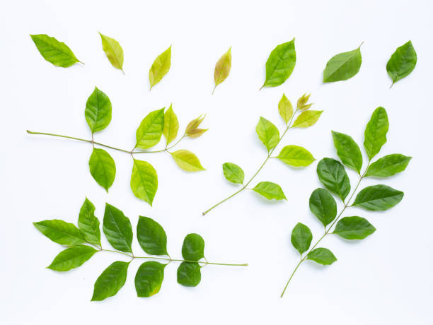 istock Green leaves  on white background 1142418703