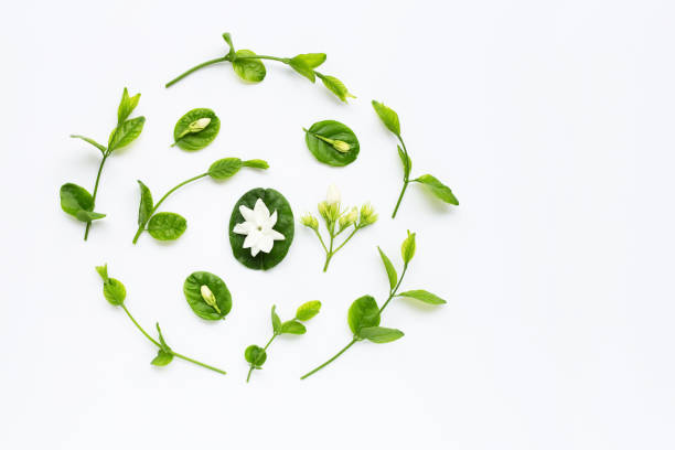 istock Jasmine flower and leaves on white 1142418914