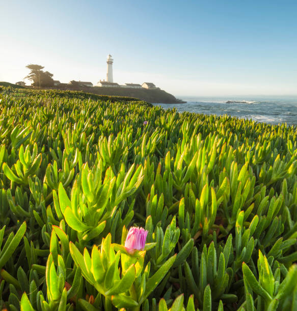 pigeon point lighthouse y el océano - pigeon point lighthouse fotografías e imágenes de stock