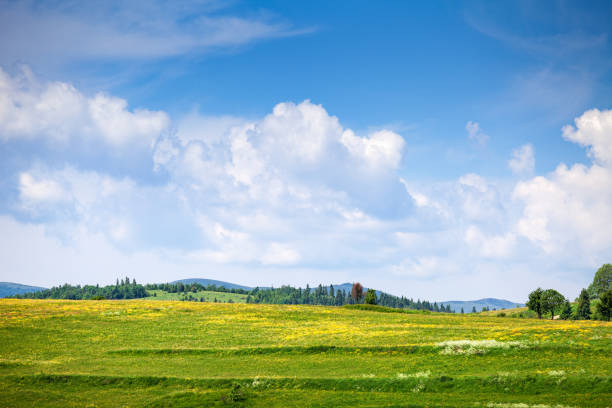 istock Mountain meadow with yellow flowers, summer landscape 1142420122