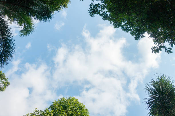 istock nature Green leaf background and beautiful wallpaper. 1142421356