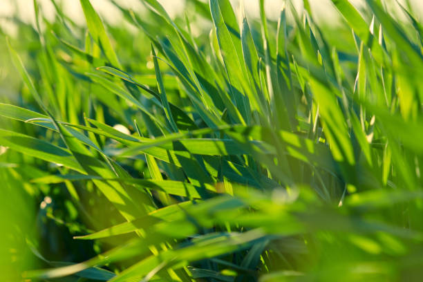 istock Young sprouts are on the field. Green grass closeup. 1142421390
