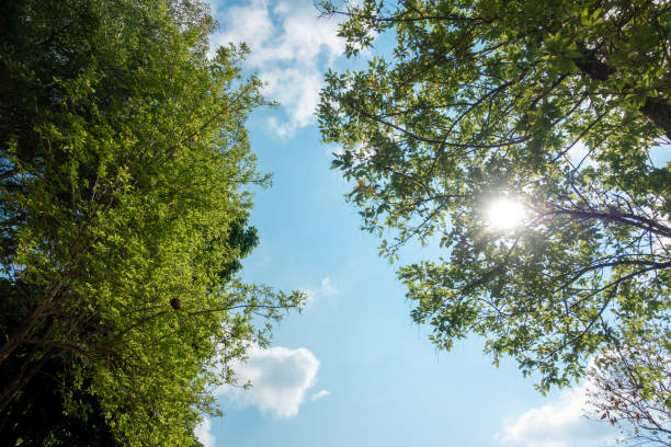 istock nature Green leaf background and beautiful wallpaper. 1142421422