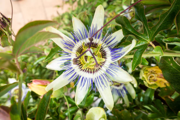 istock typical passionflower plant blossom 1142421482