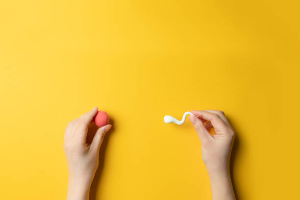 fecondazione in vitro. concetto di inseminazione artificiale - ovulo foto e immagini stock