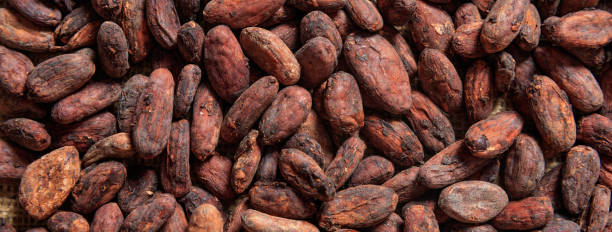 istock Cocoa beans full frame background, banner. Close up view 1142423054