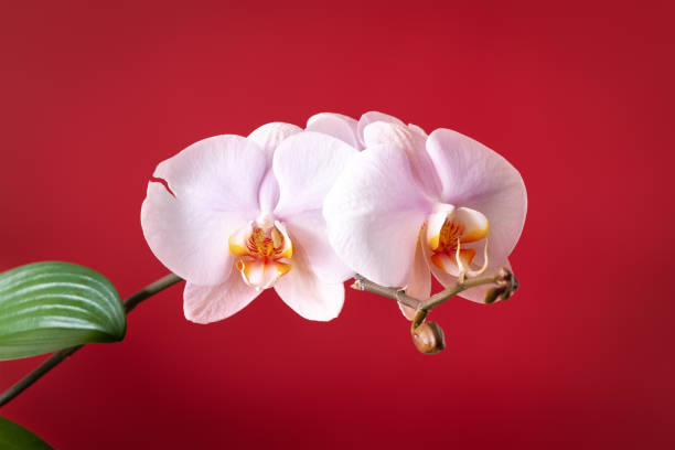 istock pink phalaenopsis orchid flower 1142423322