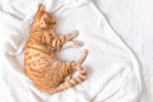Ginger cat relaxing ang sleeping on soft white blanket, cozy home concept, cute red or ginger little cat.