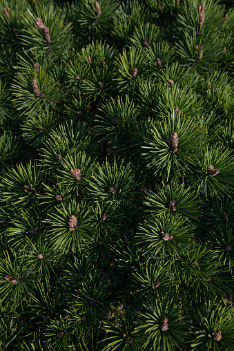 Branches of young fir trees with dense canvas buds. Top view, green needles closeup. Texture, background, summer time.