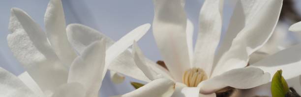 istock Star Magnolia Banner 1142424418