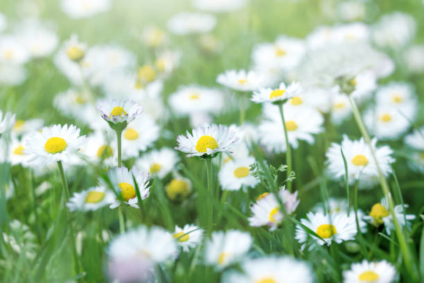 istock Daisy flower in meadow, spring in meadow, beautiful nature 1142424604