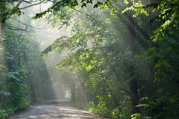 istock Ground road crossing old deciduous forest with beams of light 114242626