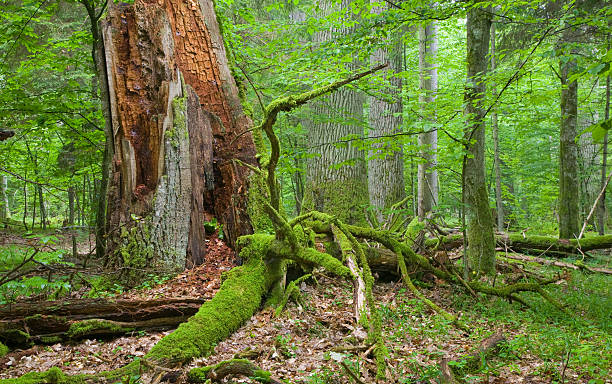 istock Big old oak and dead wood 114242648