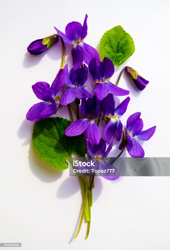 Ramo De Violetas Aisladas Sobre Fondo Blanco T Foto de stock y más banco de imágenes de Violeta - Violeta, Buqué, Azul - iStock Ramo De Violetas Aisladas Sobre Fondo Blanco T Foto de stock y más banco de imágenes de Violeta - Violeta, Buqué, Azul - iStock