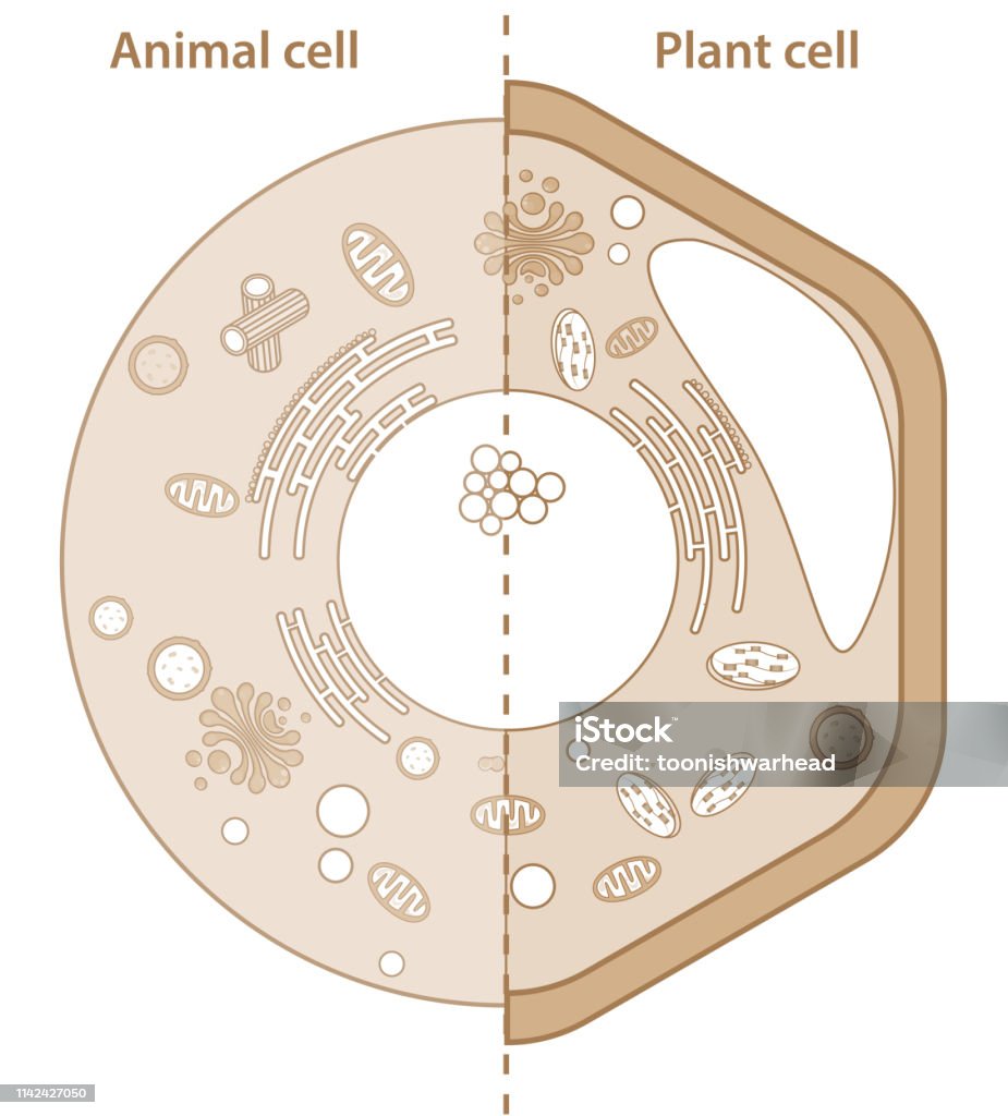 Comparison Between Plant And Animal Cells Showing Different Organelles High  Resolution Cell Drawing For Science And Education Stock Illustration -  Download Image Now - iStock